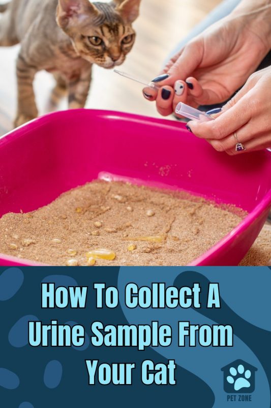 How To Collect A Urine Sample From Your Cat