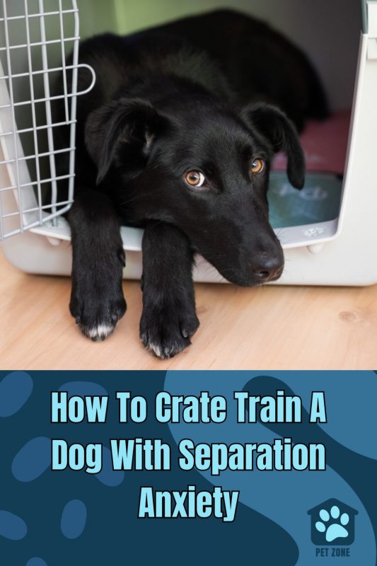 How To Crate Train A Dog With Separation Anxiety