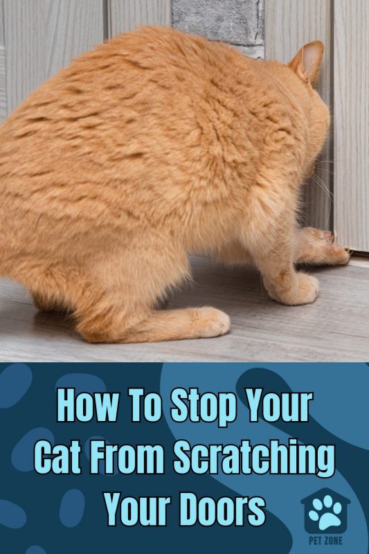 How To Stop Your Cat From Scratching Your Doors