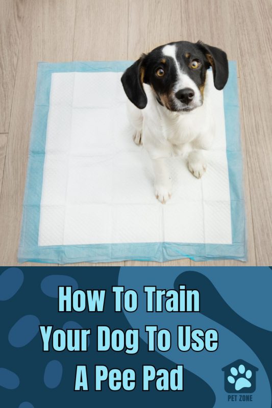 How To Train Your Dog To Use A Pee Pad