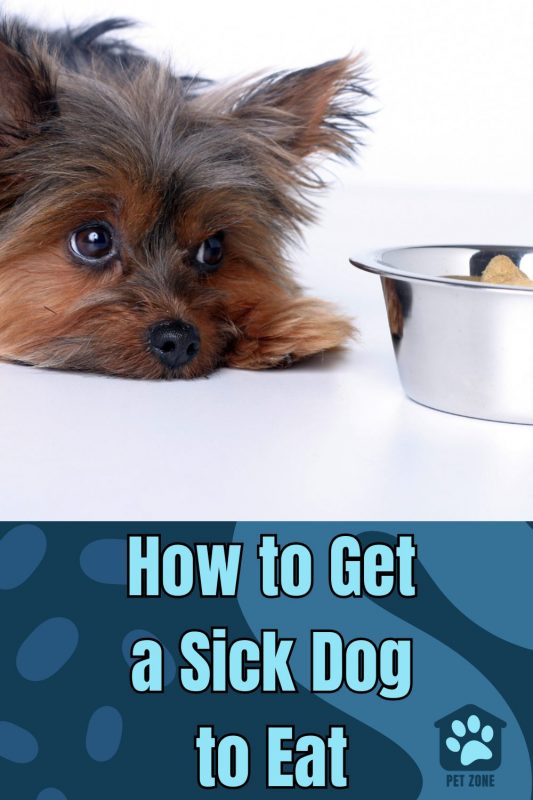 How to Get a Sick Dog to Eat