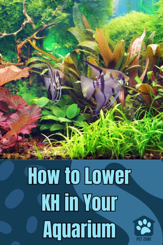 How to Lower KH in Your Aquarium
