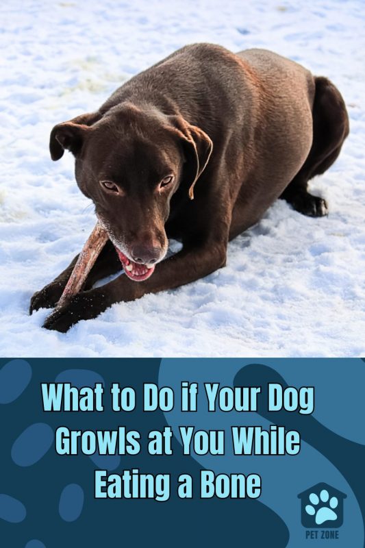What to Do if Your Dog Growls at You While Eating a Bone