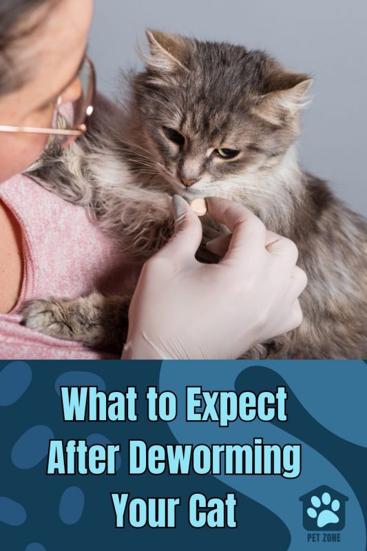 What to Expect After Deworming Your Cat
