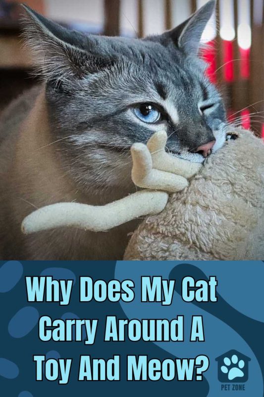 Why Does My Cat Carry Around A Toy And Meow?