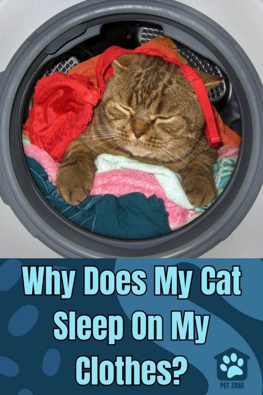 Why Does My Cat Sleep On My Clothes?