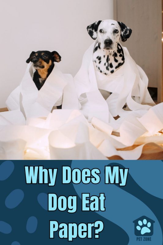 Why Does My Dog Eat Paper?