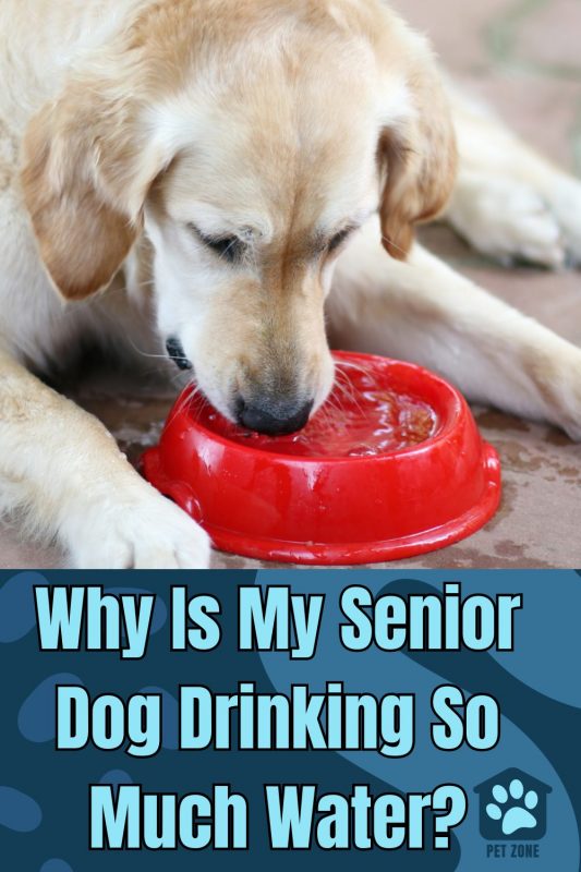 Why Is My Senior Dog Drinking So Much Water?