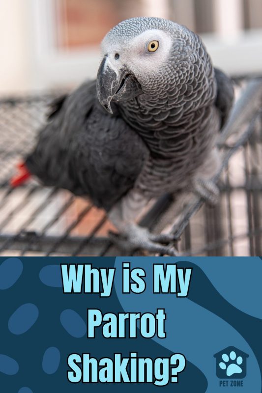 Why is My Parrot Shaking?