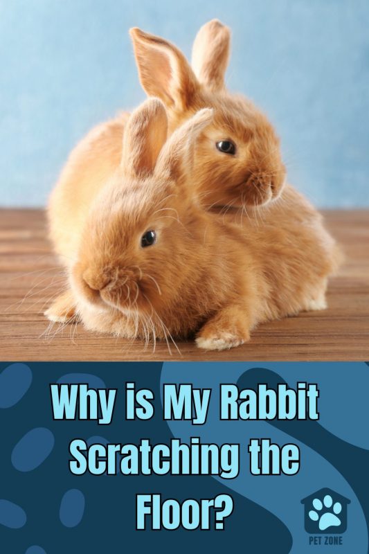 Why is My Rabbit Scratching the Floor?