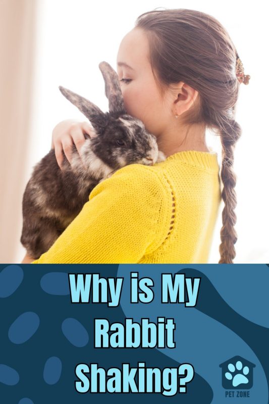 Why is My Rabbit Shaking?