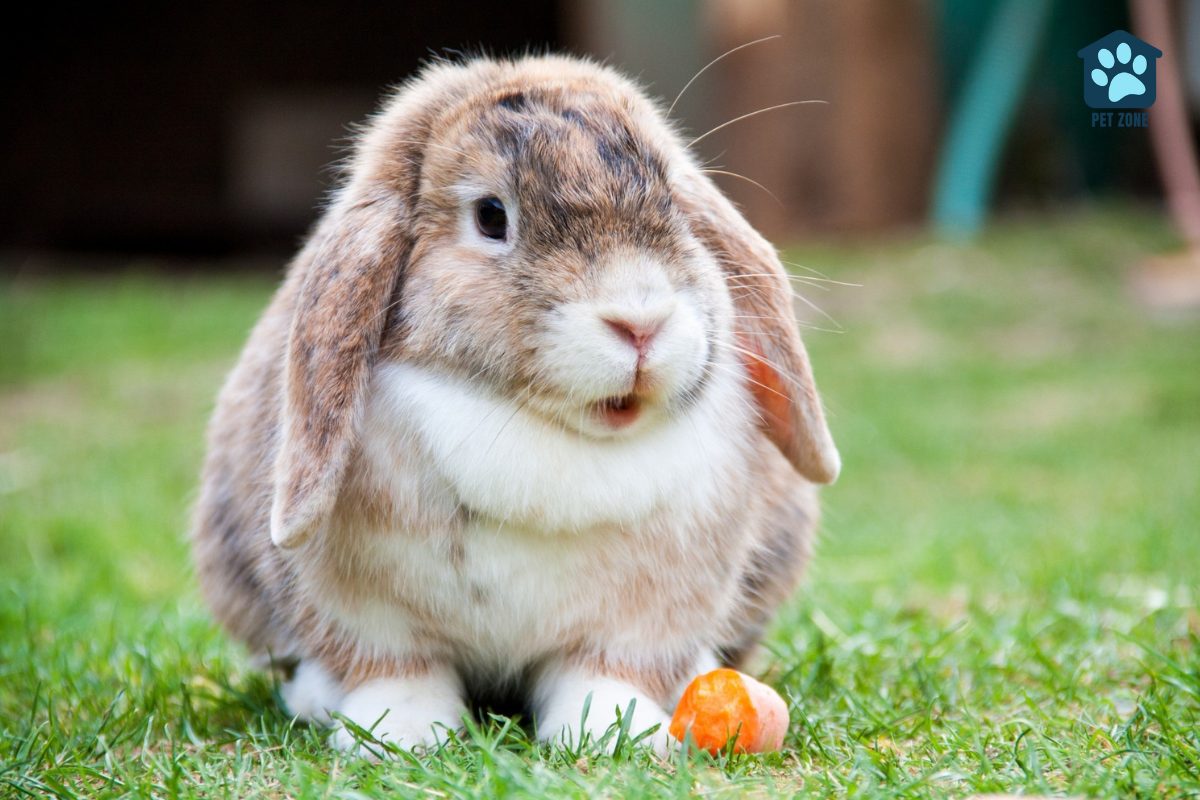 adult rabbit sitting on grass