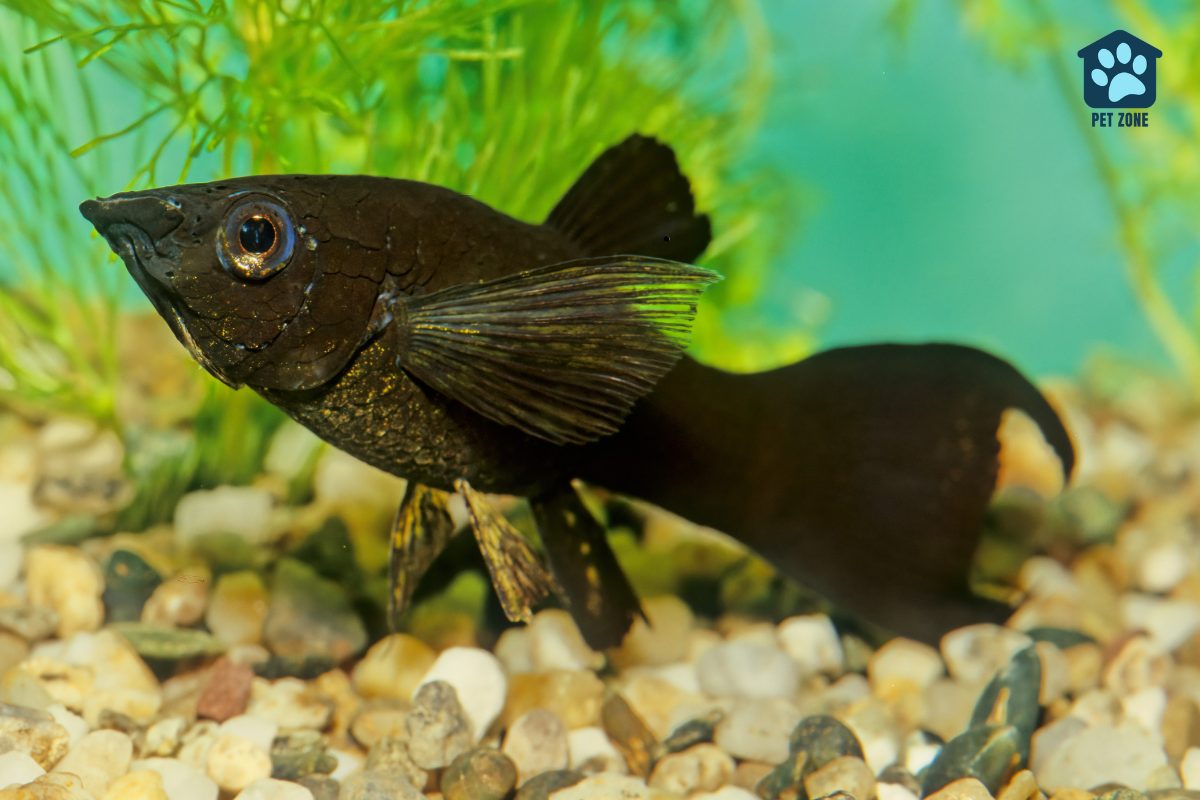 black molly in fish tank