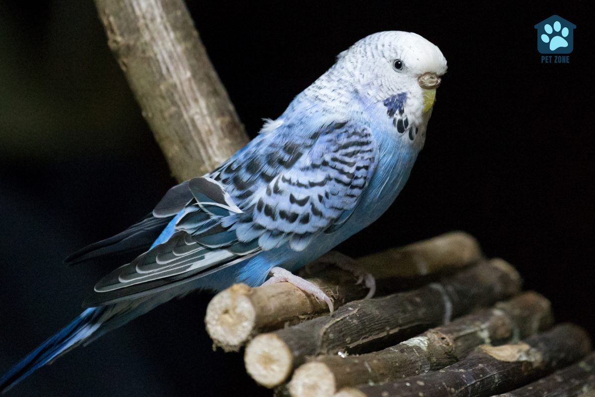 blue white budgie on perch