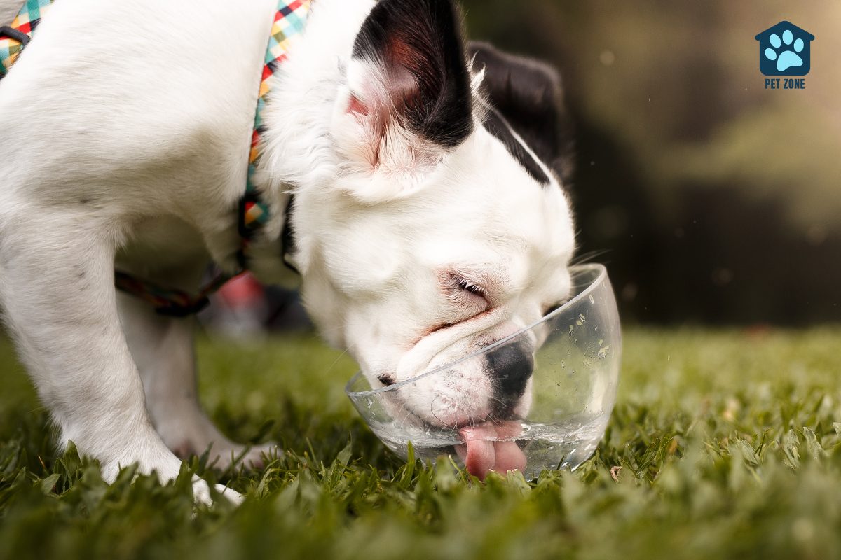 bulldog drinking from glass bowl
