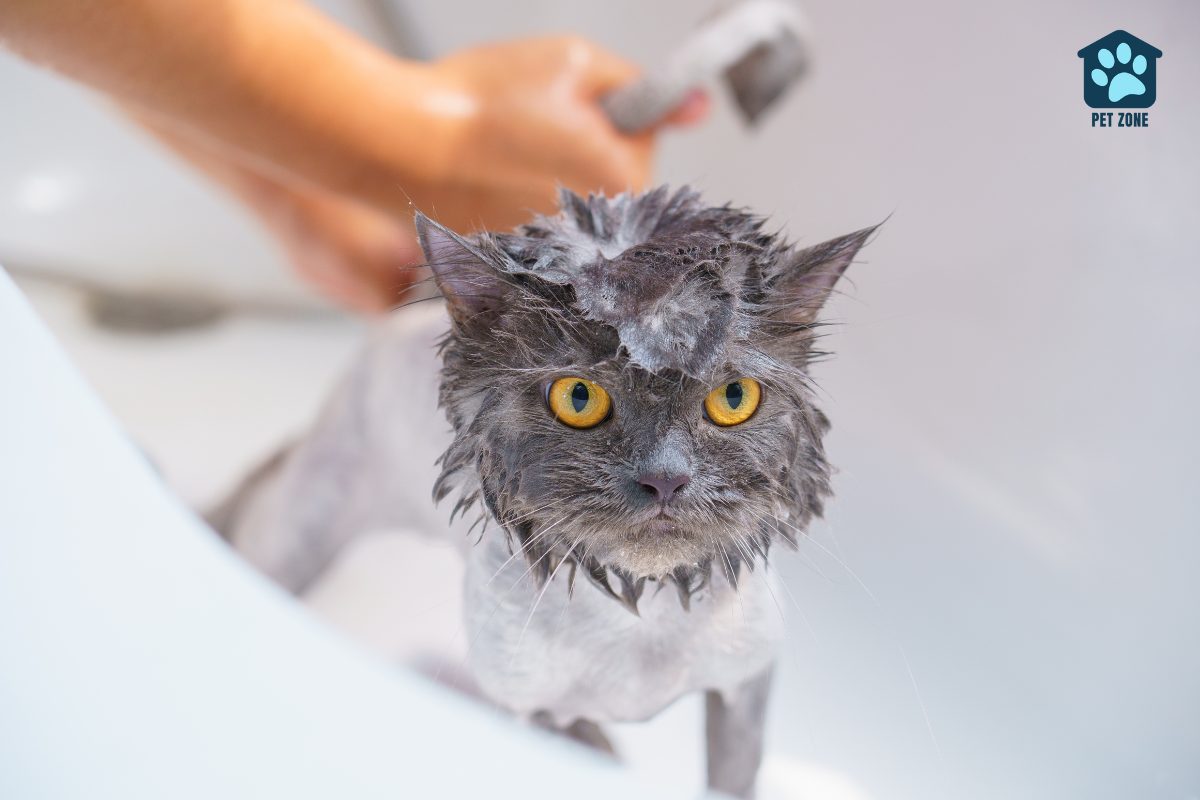 cat being bathed