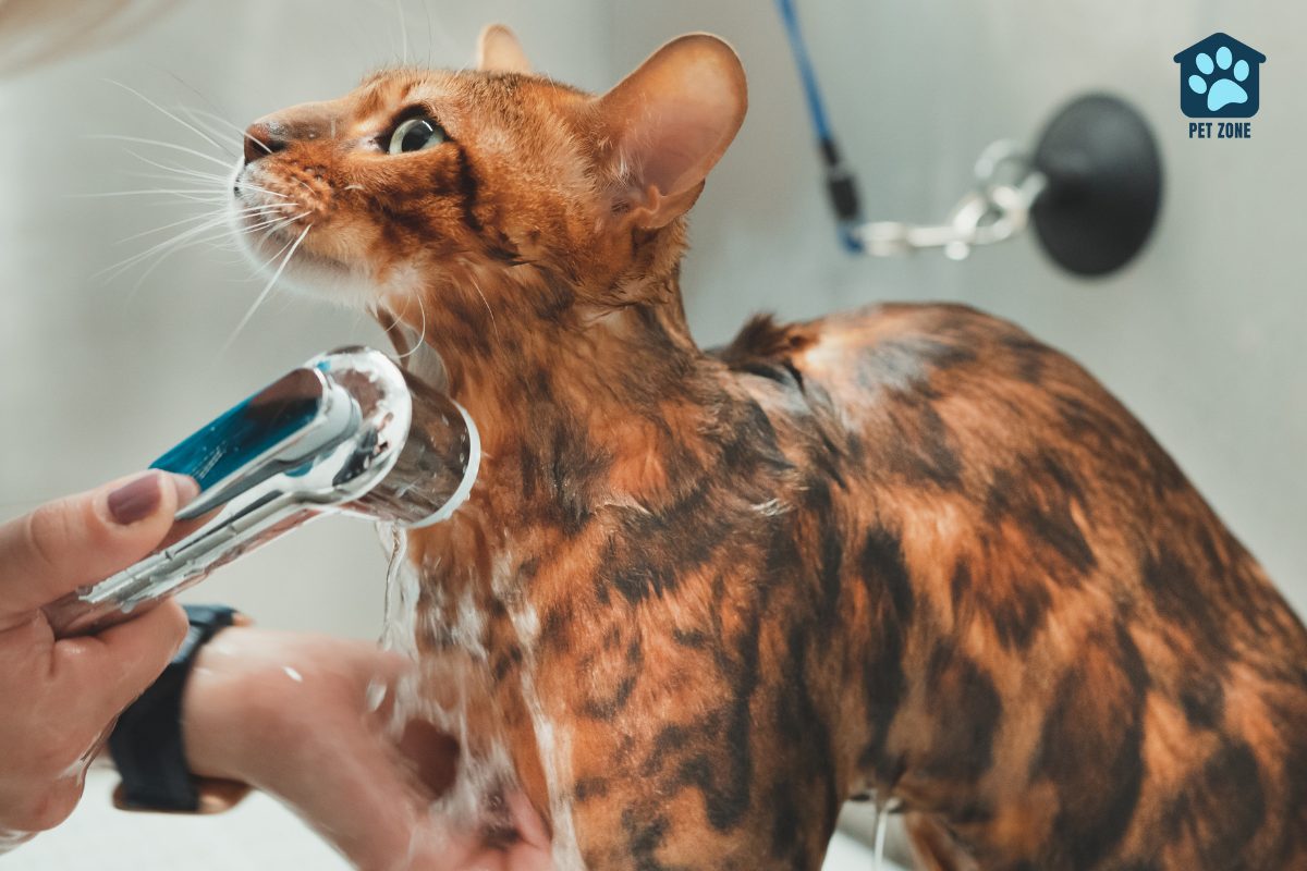 cat being rinsed off after bath