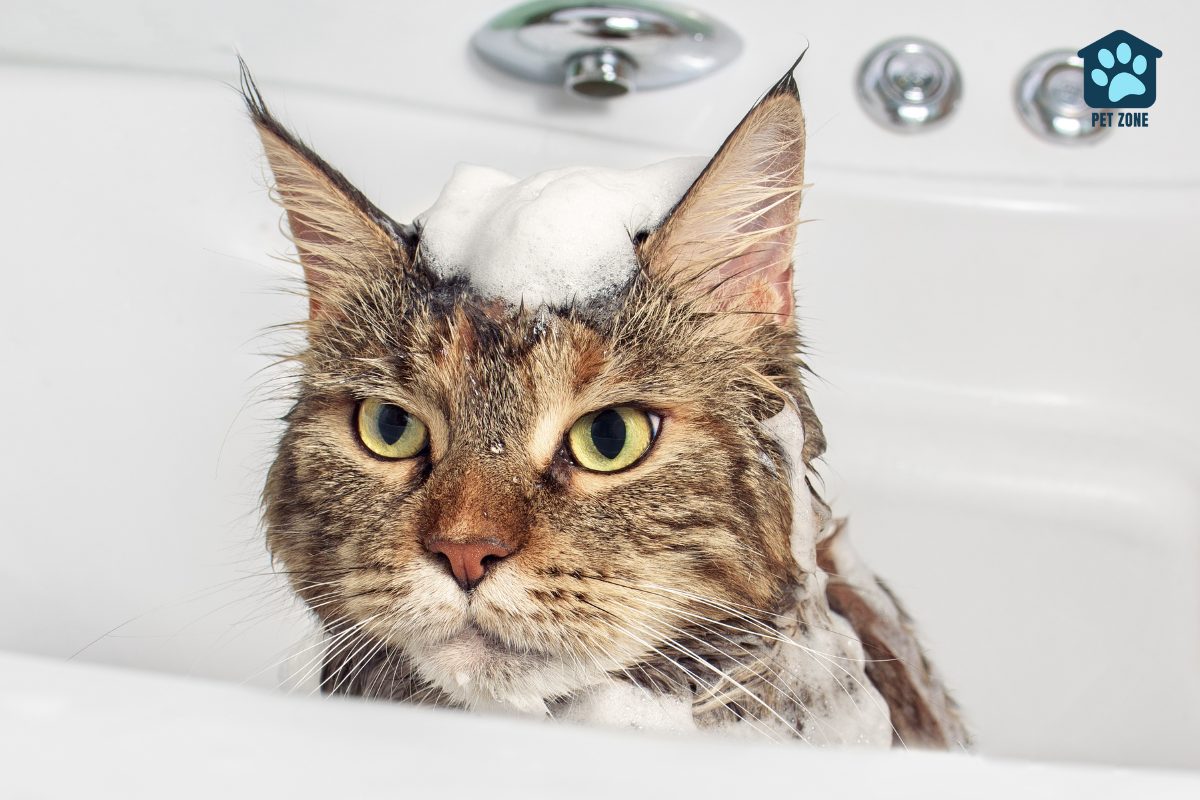 cat covered in lather in sink