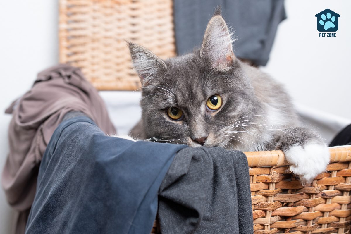 cat laying in laundry basket with clothes
