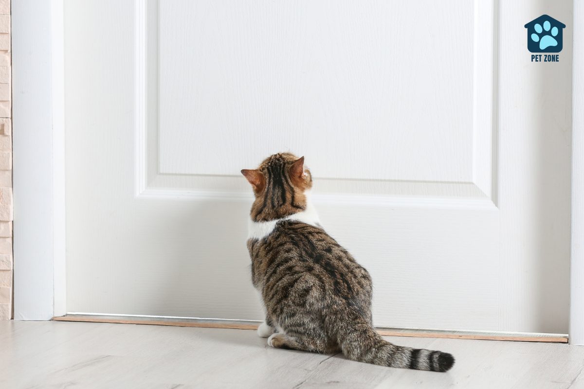 cat looking up at closed door