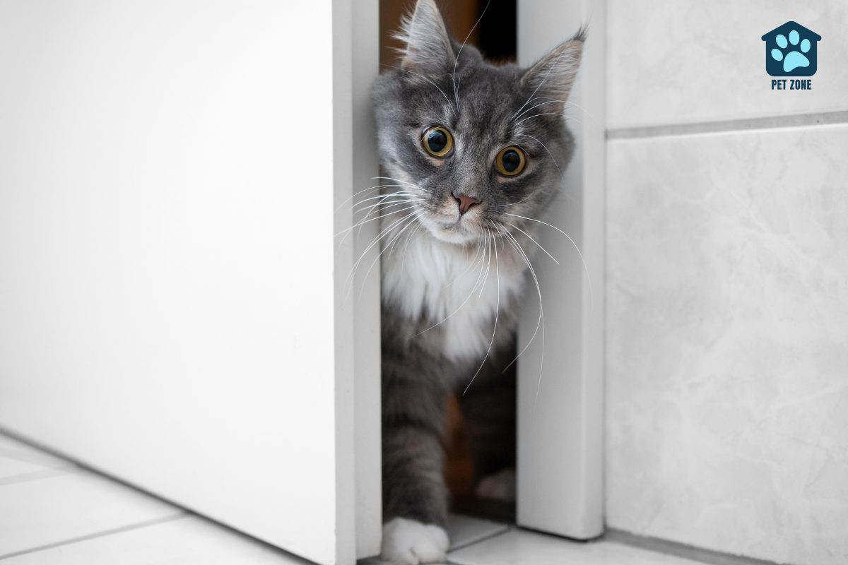 cat peeking head through door