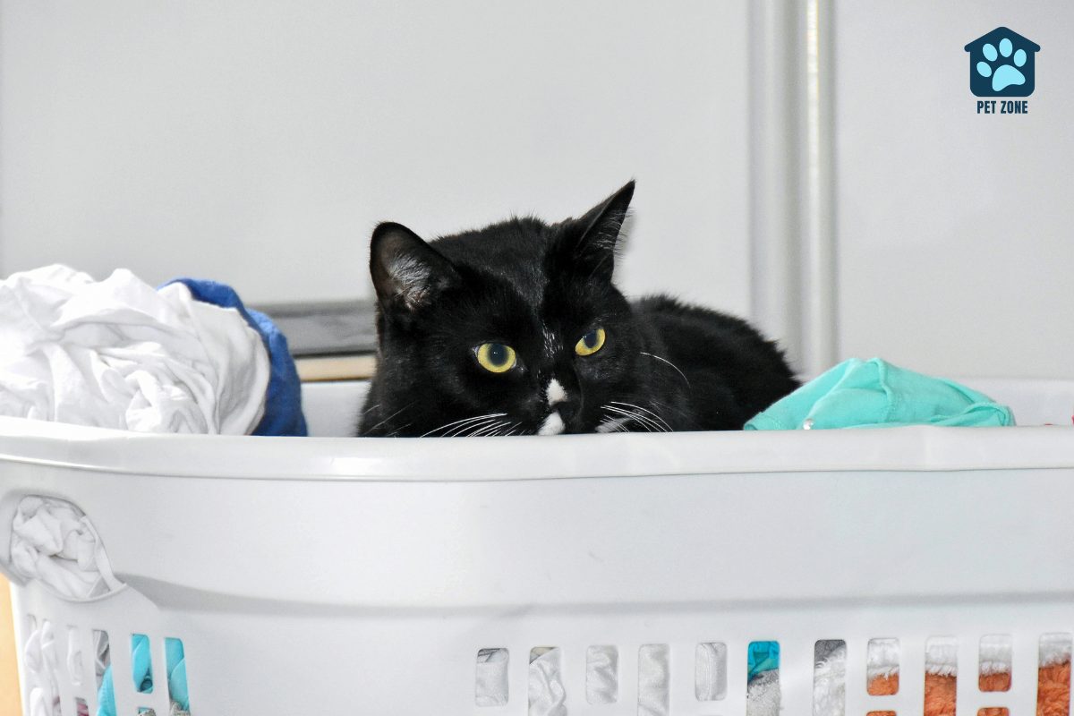 cat sitting in full laundry basket