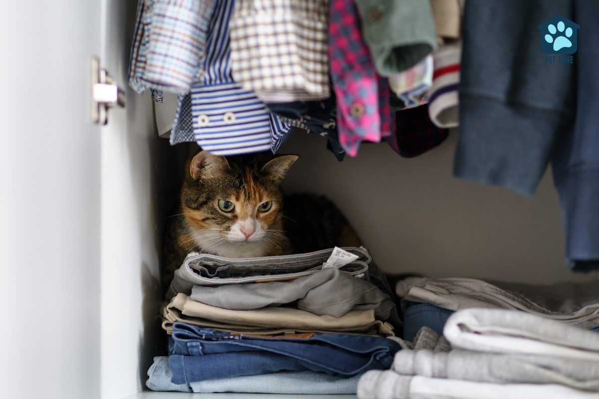 cat sitting on folded clothes in closet
