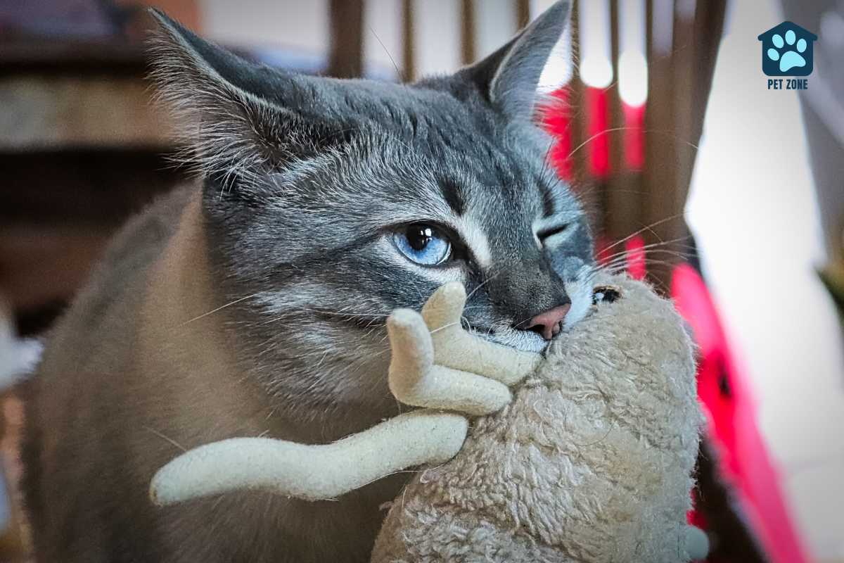cat with toy in mouth