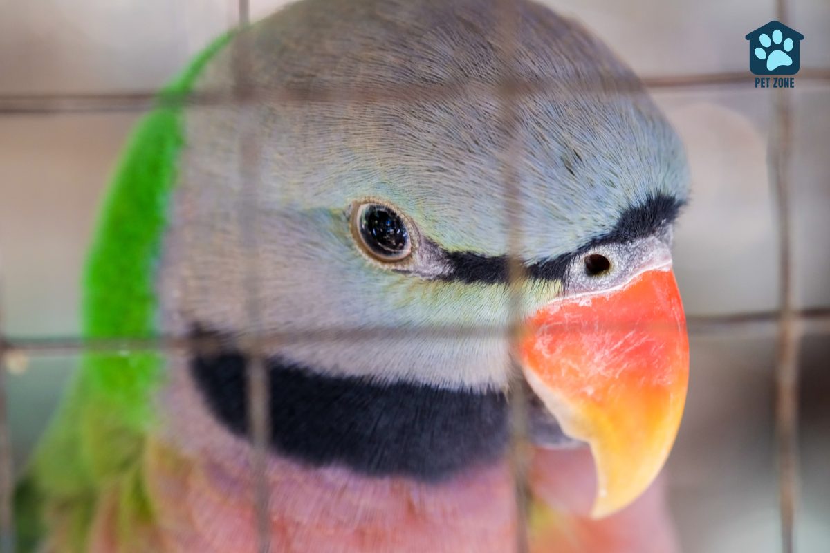closeup of parrot