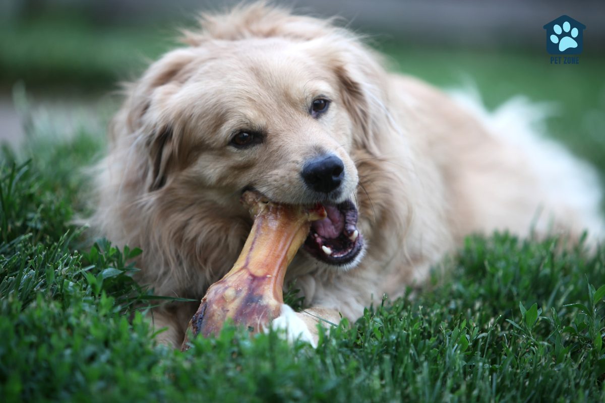 dog chewing on bone laying on grass