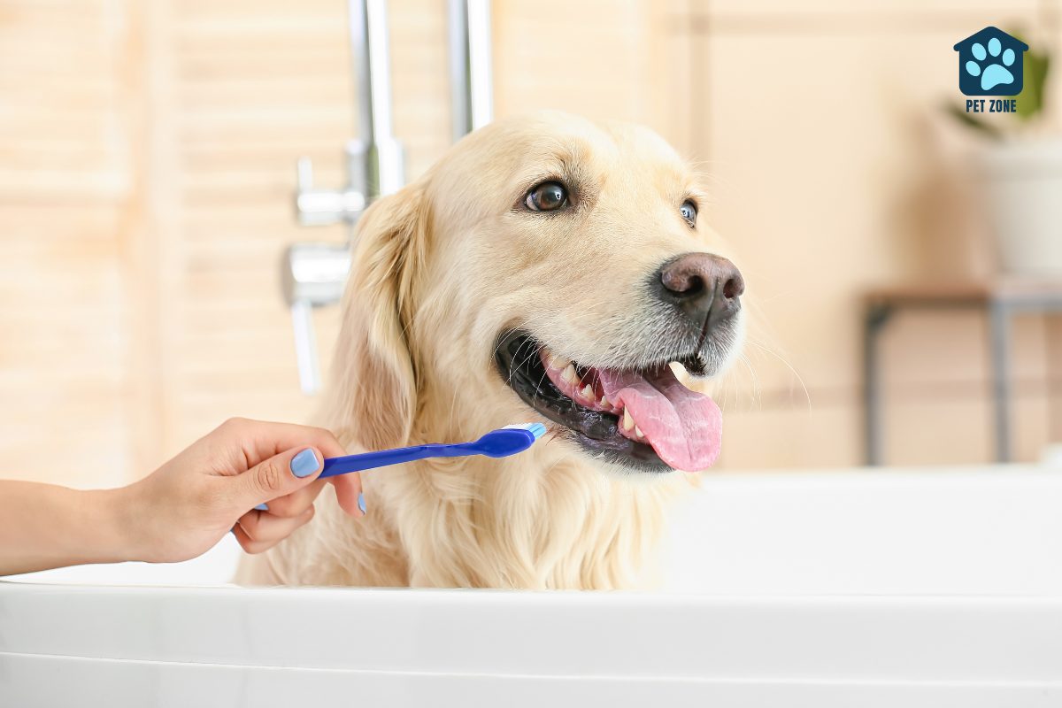 dog in bathtub refusing tooth brush