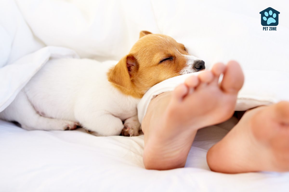 dog sleeping on owners foot