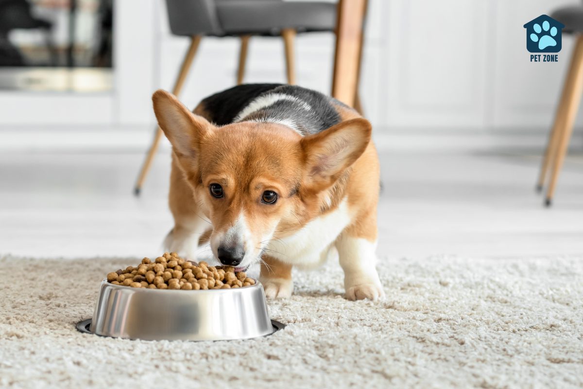 dog tentatively eating dry food from bowl