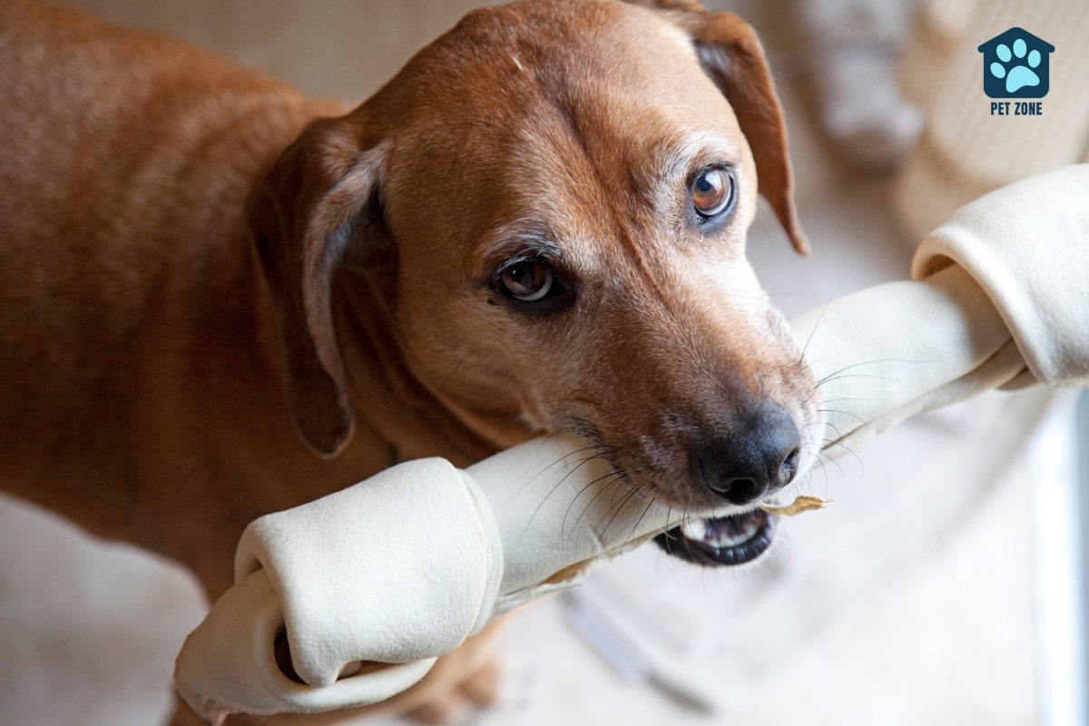 dog with big chew bone in mouth
