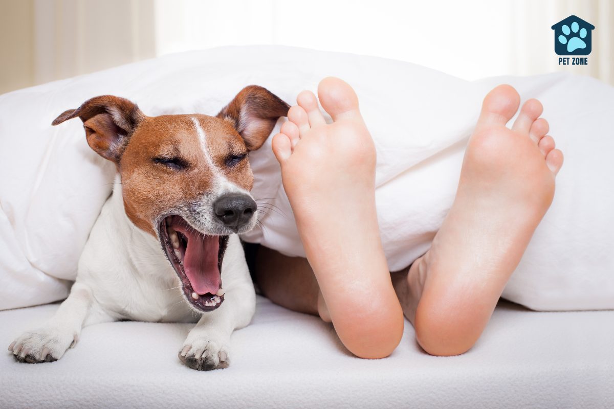 dog yawning next to owners feet in bed