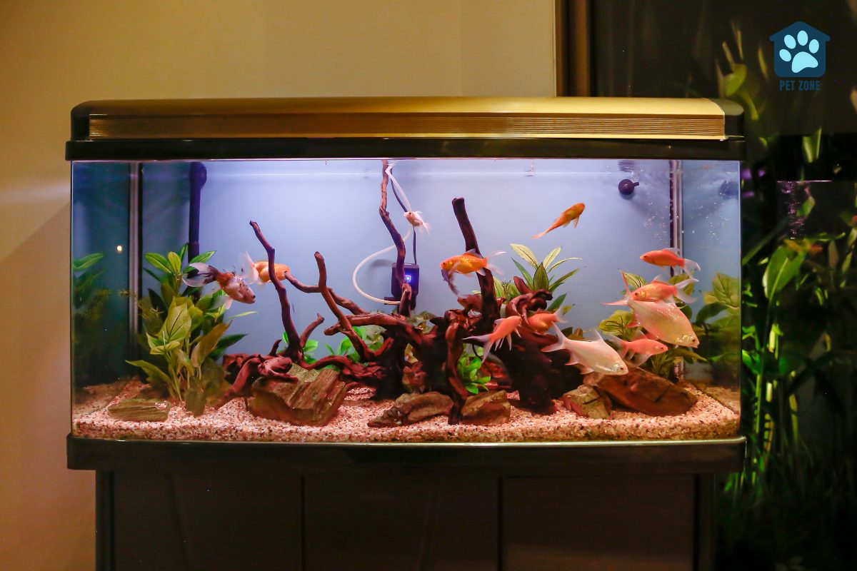 freshwater aquarium at home