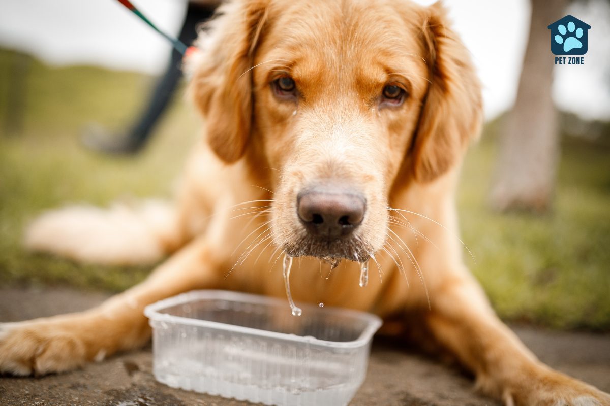 golden retriever drinking from plastic container