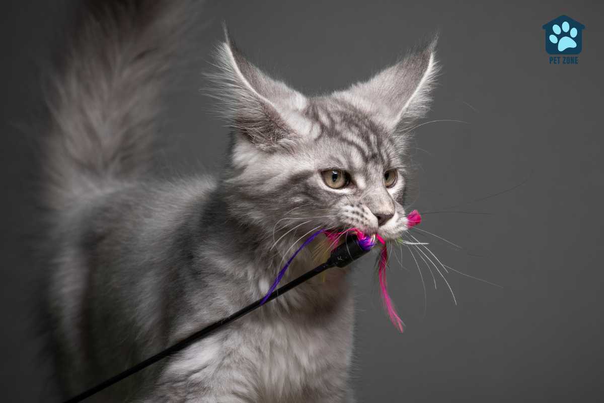 maine coon cat with toy in mouth