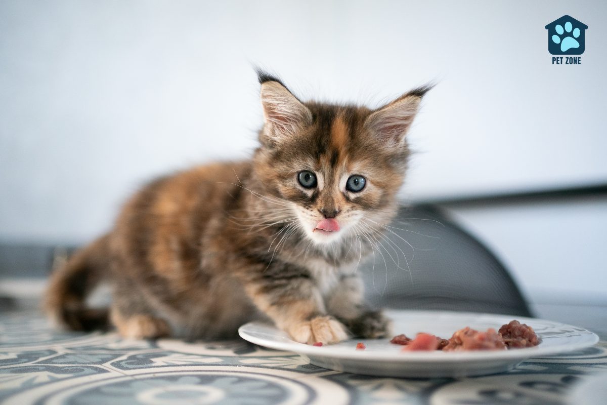 maine coon kitten eating food from plate