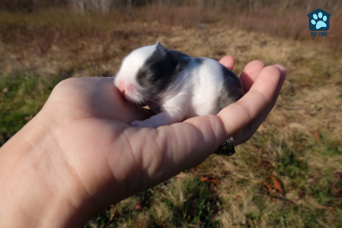 new baby rabbit in human hand