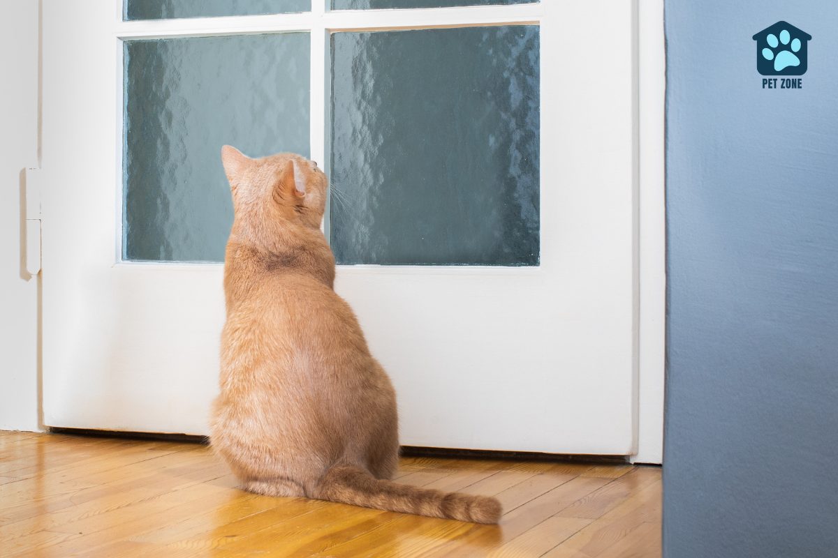 orange cat looking up at closed door