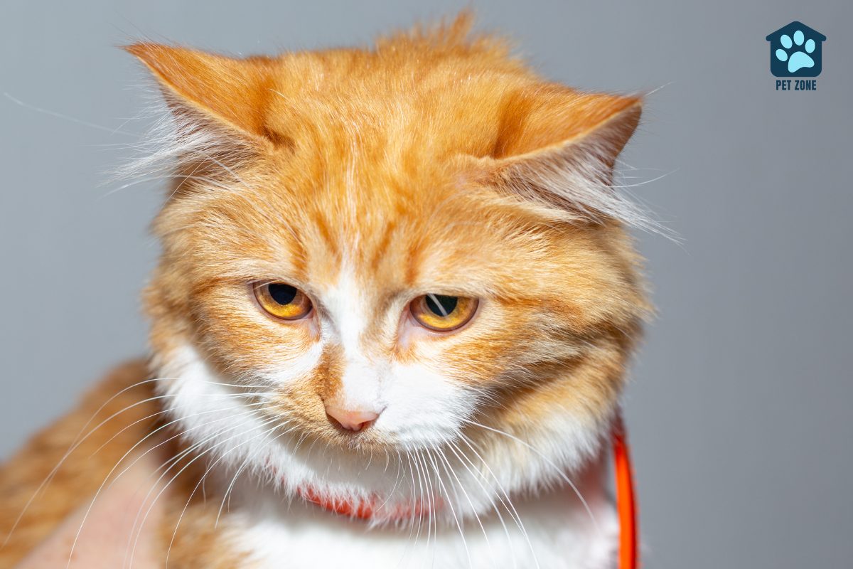 orange cat with flea collar