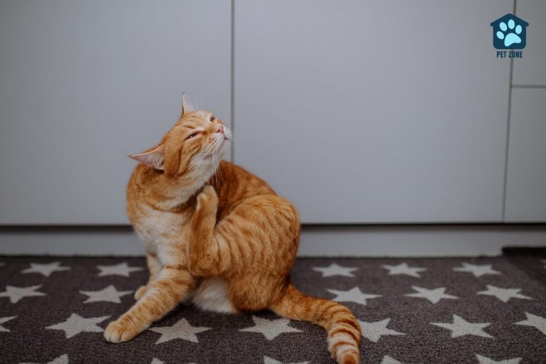 How Does An Indoor Cat Get Fleas?
