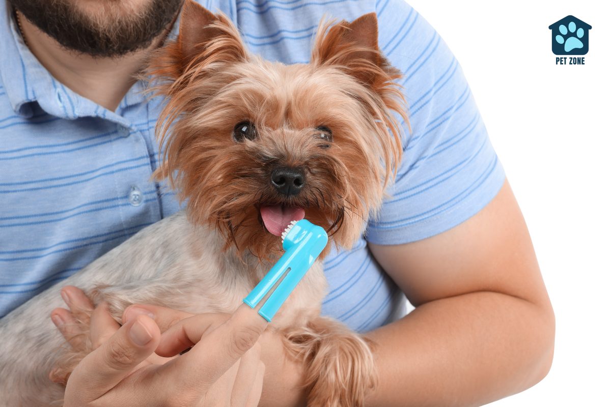 owner holding small dog and finger toothbrush