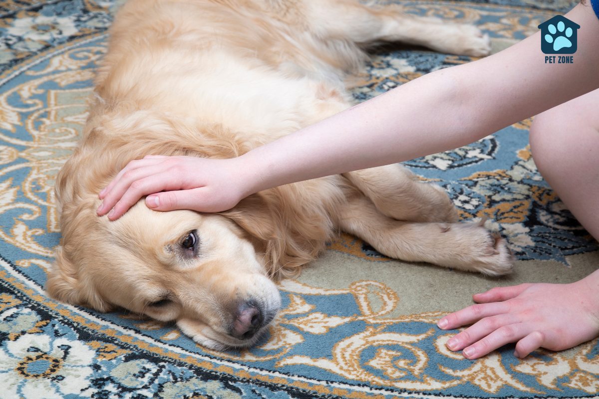 owner petting sick dog laying on carpet