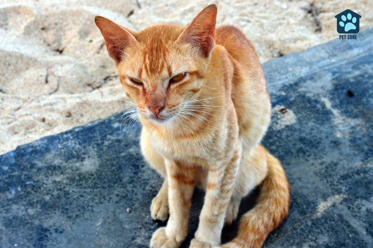 skinny orange cat