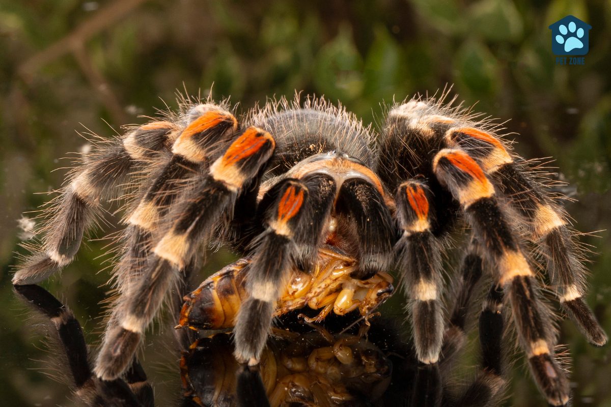 tarantula feeding on insect
