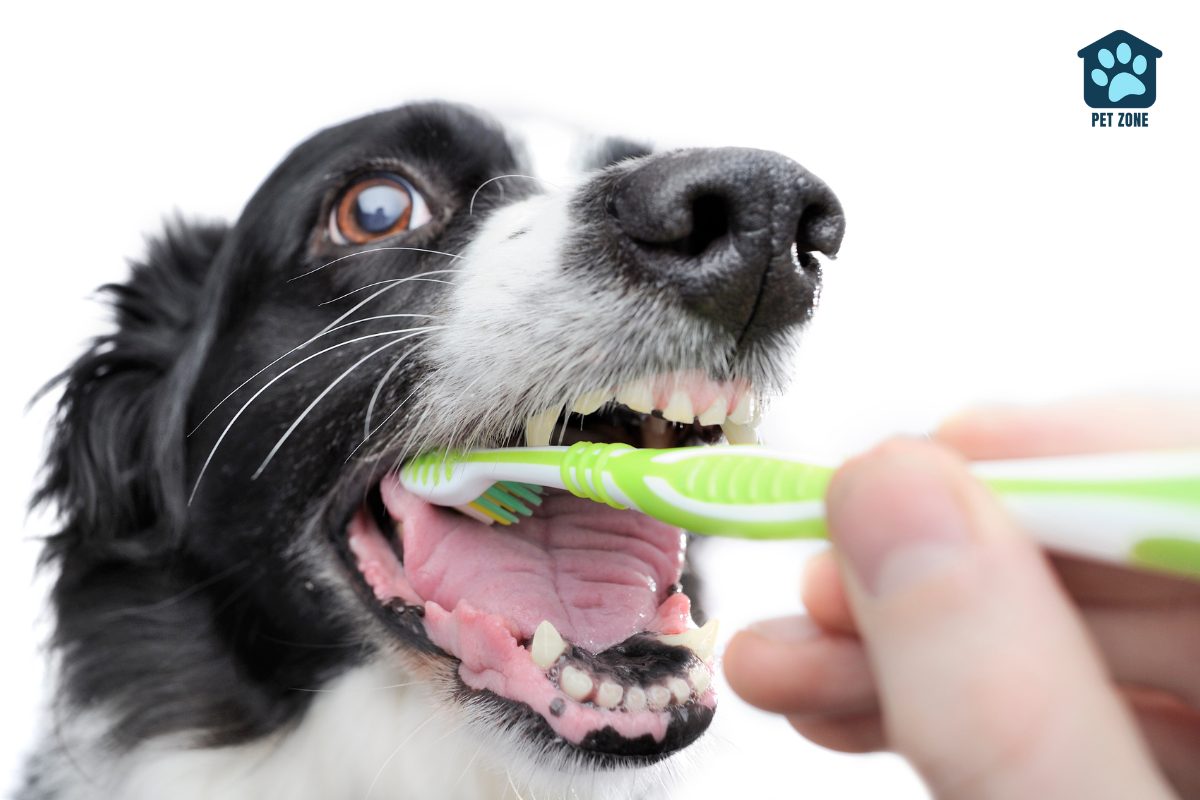 toothbrush in dogs open mouth