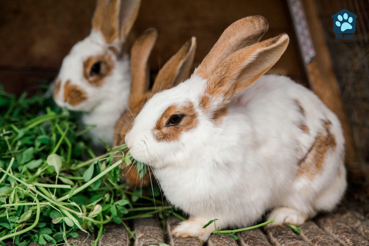 two adult rabbits eating greens