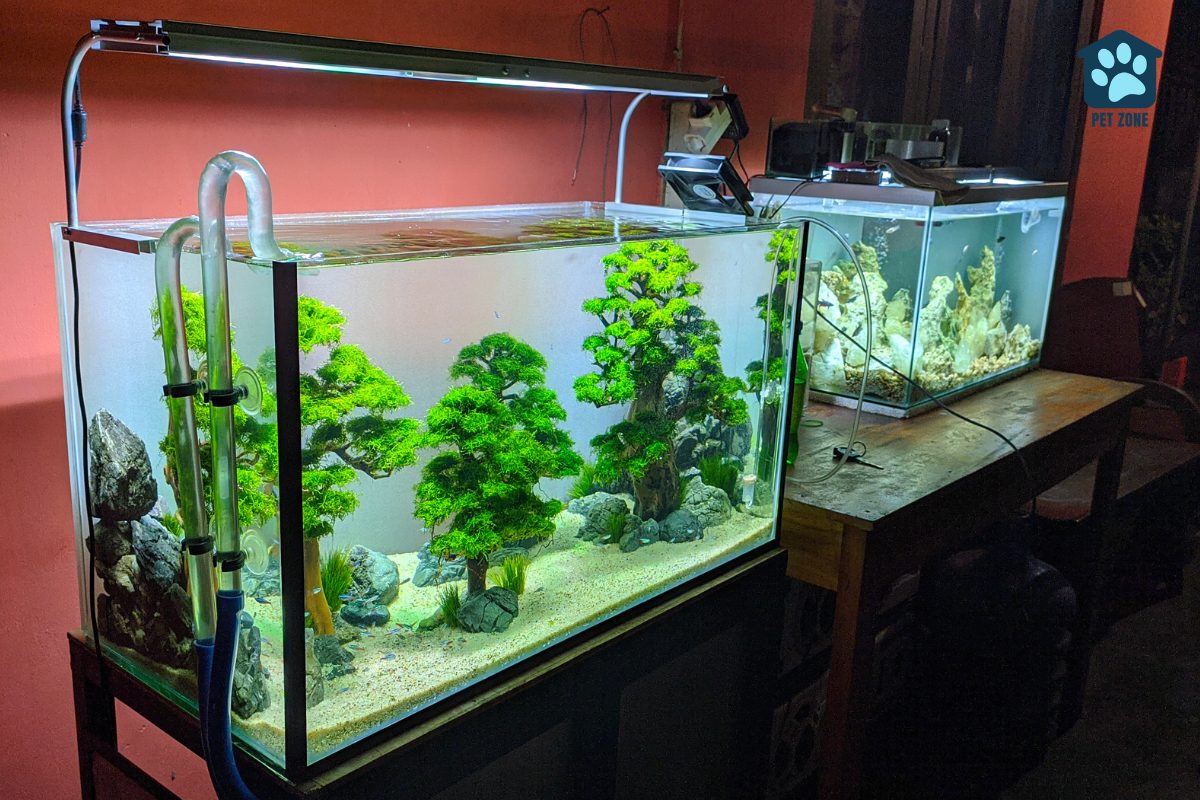 two aquariums at home